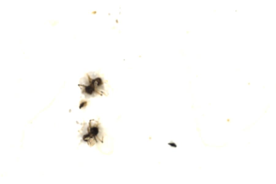 Image 101
